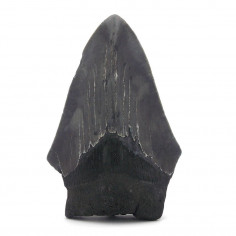 Dent de Mégalodon 9cm pièce unique 131g,