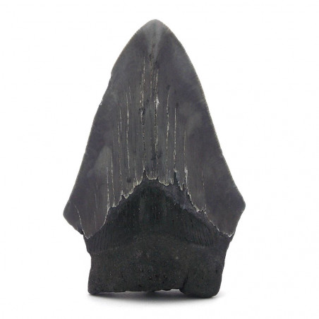 Dent de Mégalodon 9cm pièce unique 131g,