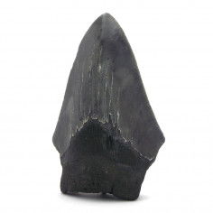 Dent de Mégalodon 9cm pièce unique 131g, 2