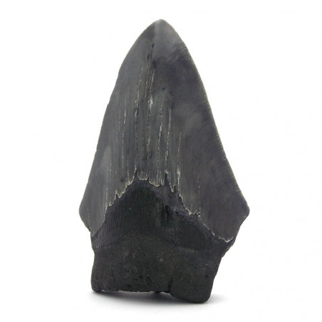 Dent de Mégalodon 9cm pièce unique 131g,