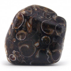 Agate coquillage (Agate fossile ou turitelle) pierre roulée 2