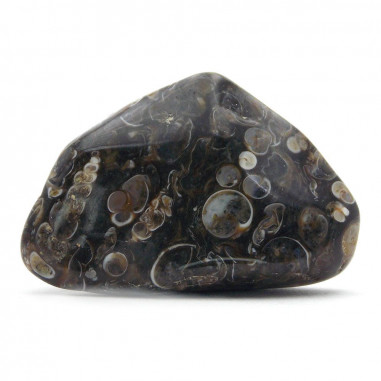 Agate coquillage (Agate fossile ou turitelle) pierre roulée