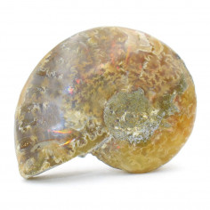 Ammonite opalisée 2 cm, 3 à 5 g (Ammolite) 2