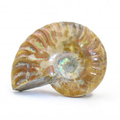 Ammonite opalisée 2 cm, 3 à 5 g (Ammolite) 2