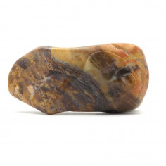 Bois fossilisé pétrifié 2