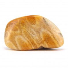 Corail fossile d'agate 2,5 à 3 cm, 5 à 10 g 2