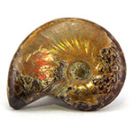 ammonite opalisée