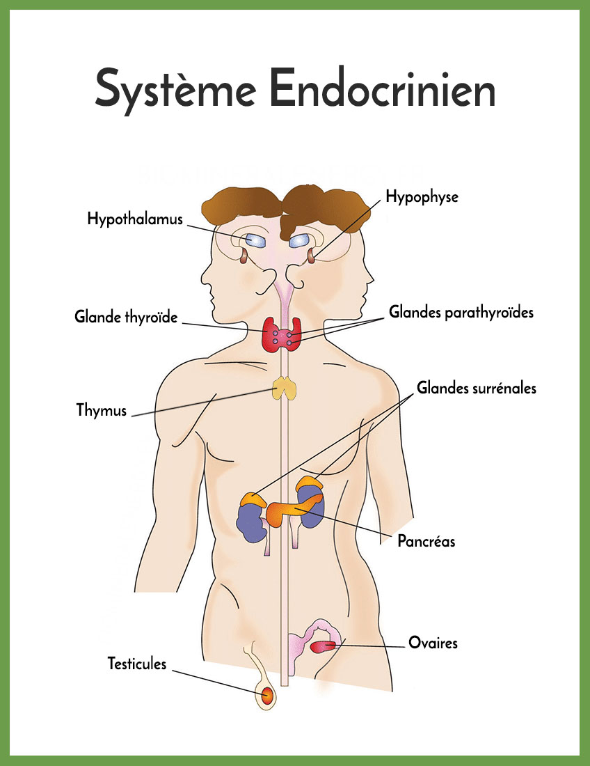 Système endocrinien